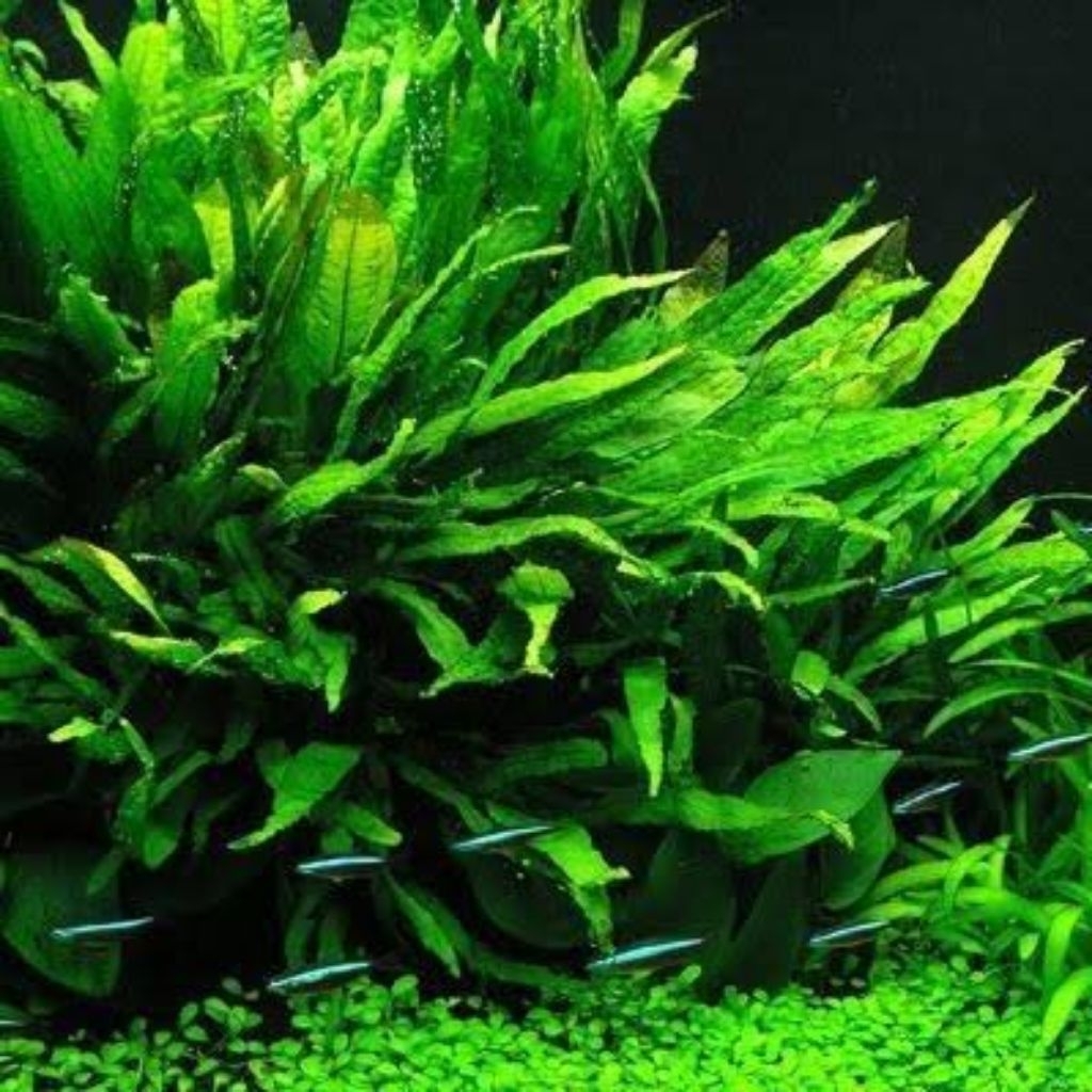 Tanaman Aquascape Kadaka Java Fern