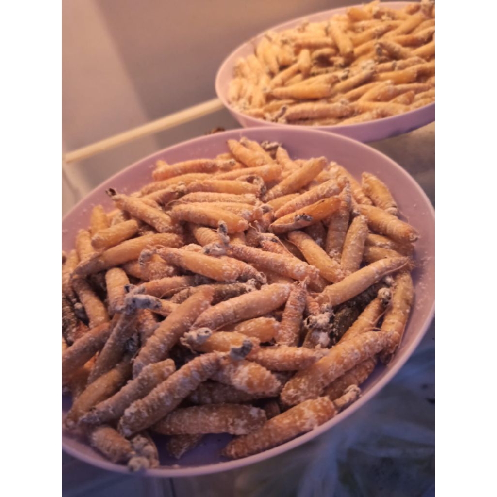 kepompong pisang umpan bawal gacor harga per 10 ekor