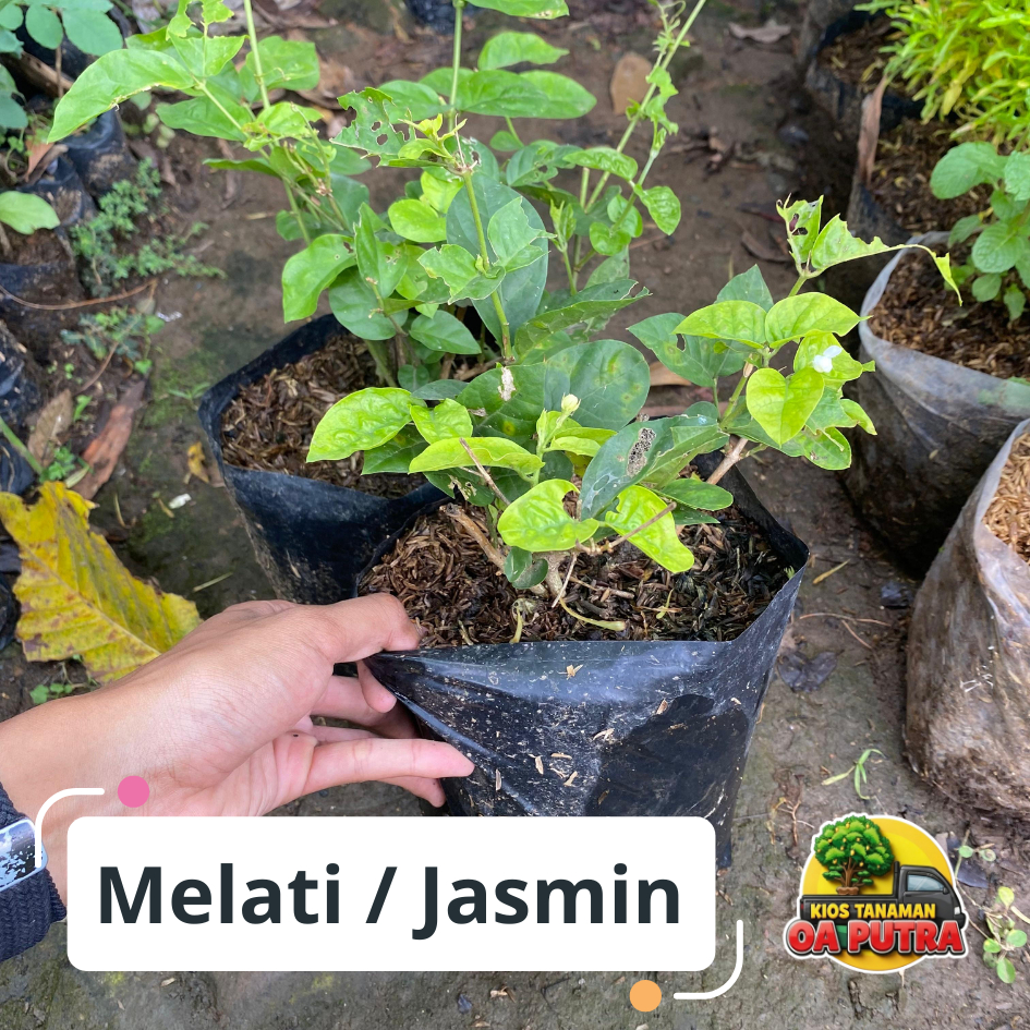 Tanaman hias bunga melati kampung / melati asli / melati jawa