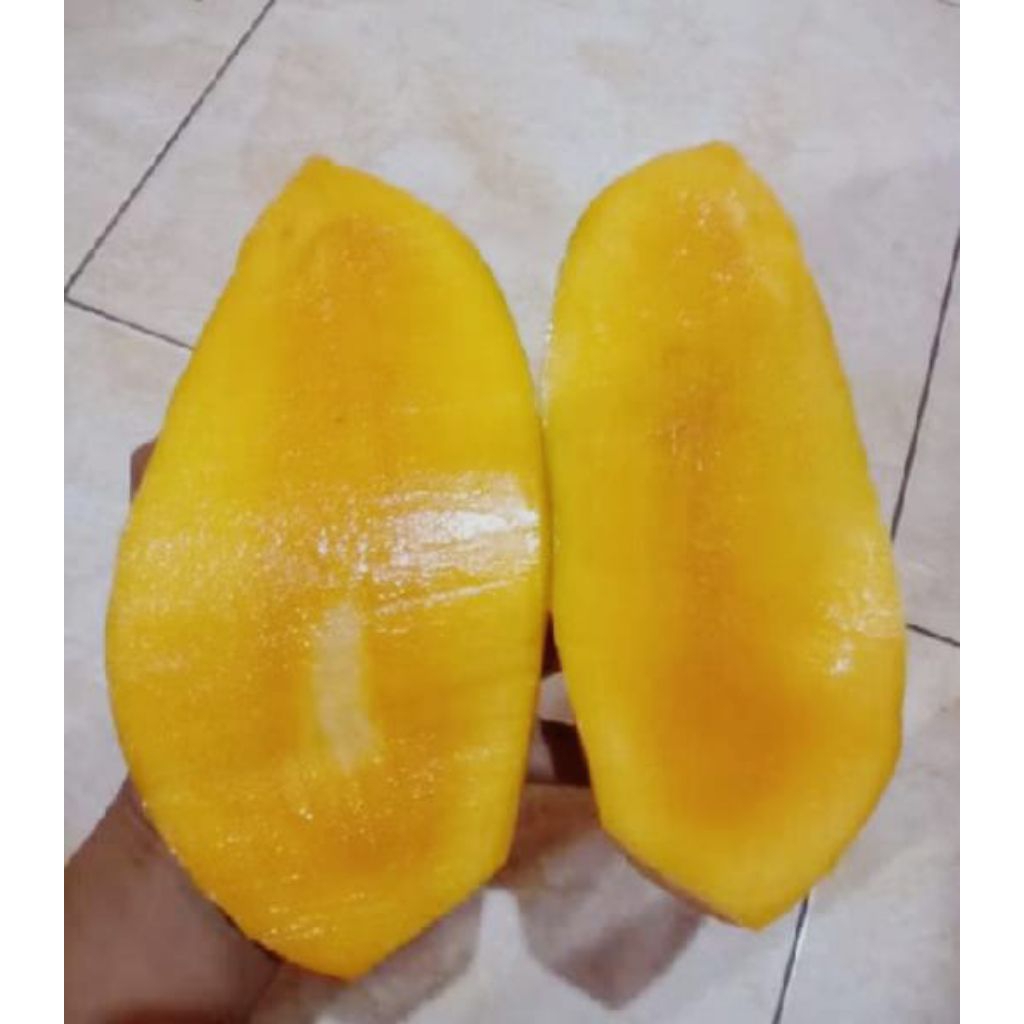 Mangga Kiyojay Mengkel/Mateng Super
