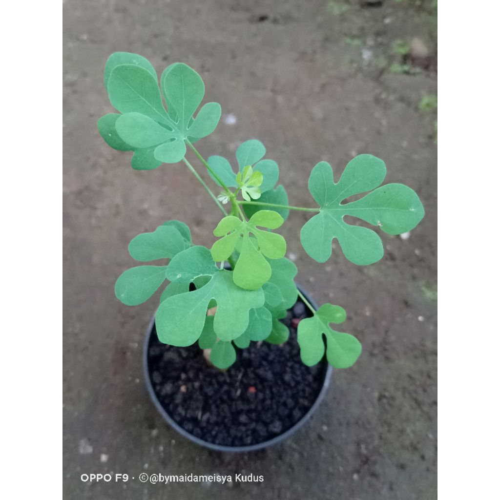 tanaman hias bercaudex adenia fruticosa