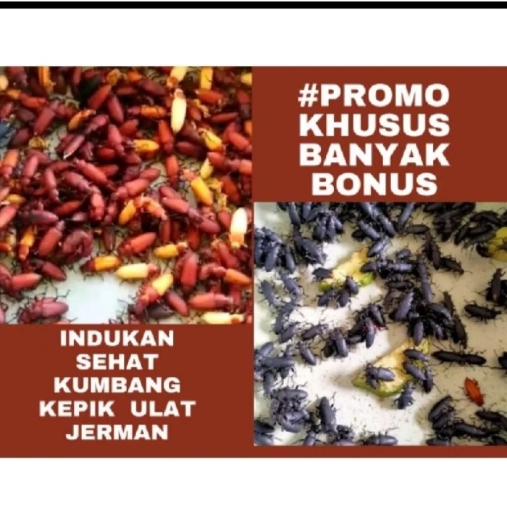 paket hemat kumbang jerman