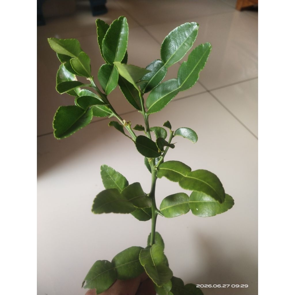 Daun Jeruk Bumbu
