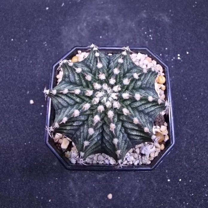 Kaktus Gymno T Series (Gymnocalycium mihanovichii)