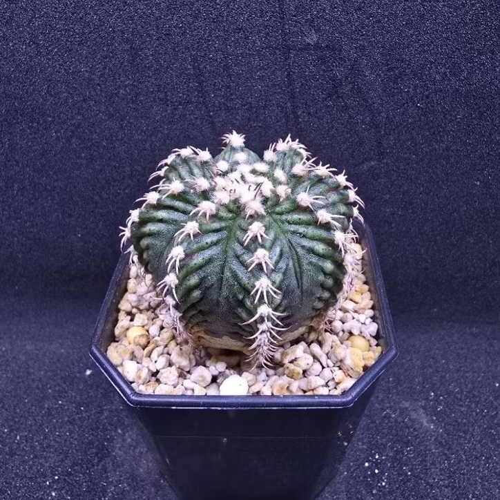 Kaktus Gymno T Series Fuku (Gymnocalycium mihanovichii)
