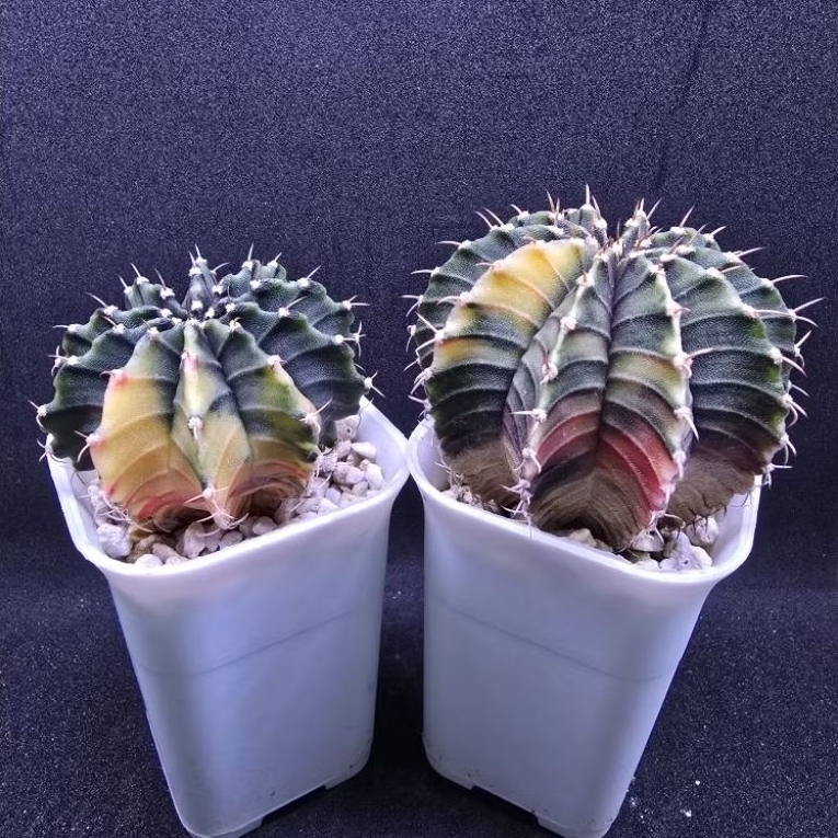 Kaktus Gymno Variegata paket single spine (Gymnocalycium mihanovichii)