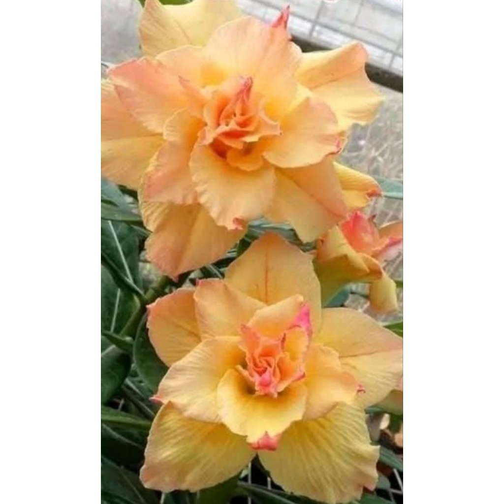 bunga adenium obesum jenis dun huang