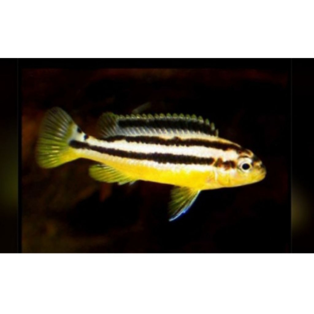 Ikan cichlid niasa