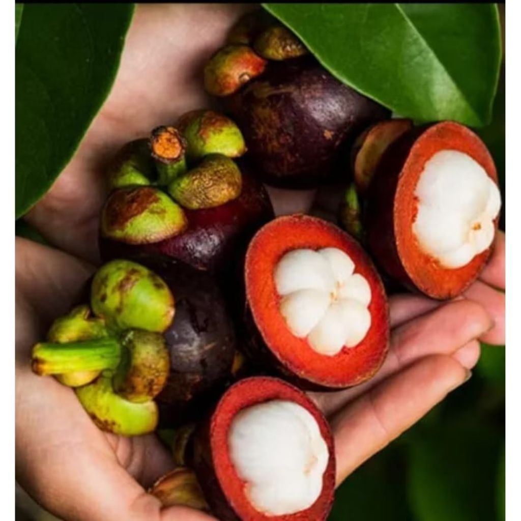Promo Bibit Manggis Hasil Okulasi / Cangkok ( Beli 5 Gratis 1 )