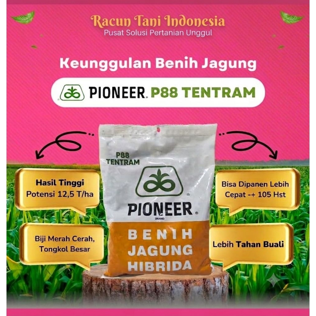 Benih jagung hibrida Pioneer P88 TENTRAM kemasan 1kg Original