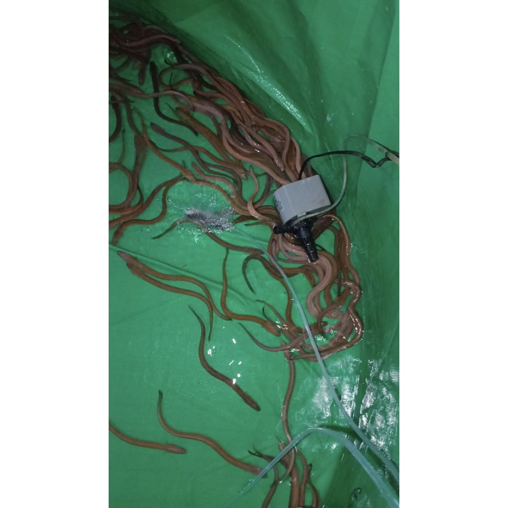 Bibit sidat 6 ekor ( 20 gr"+  per ekor ) Anguilla Bicolor