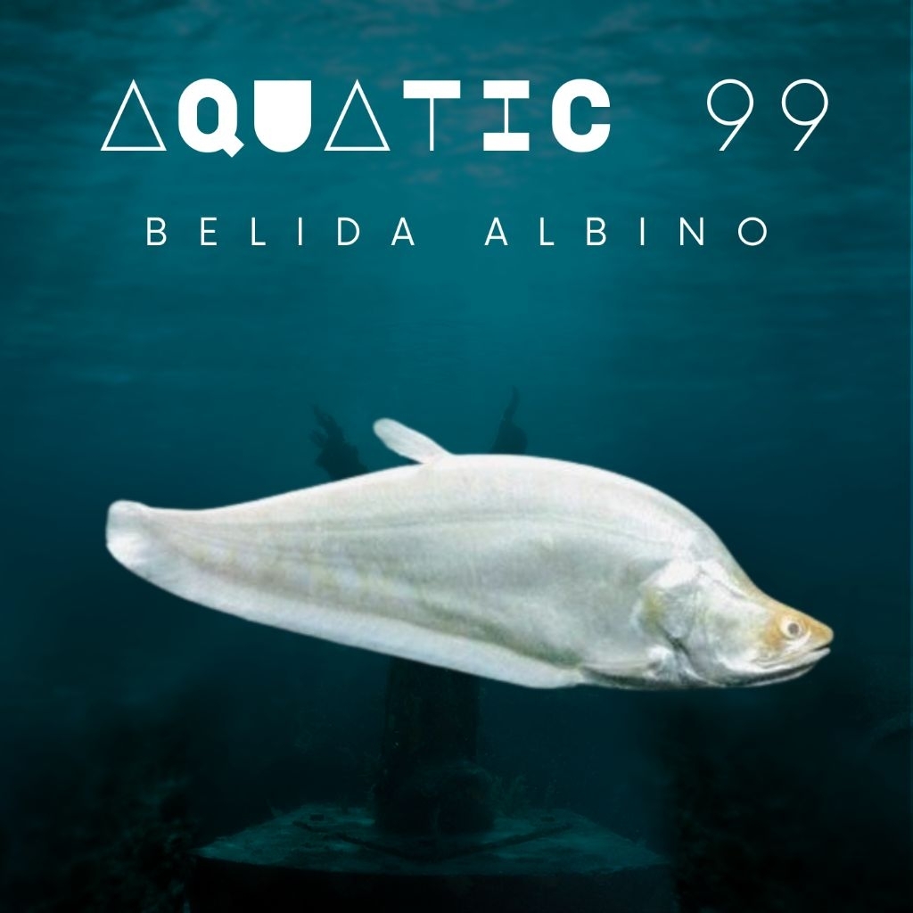 Belida albino 13-15cm