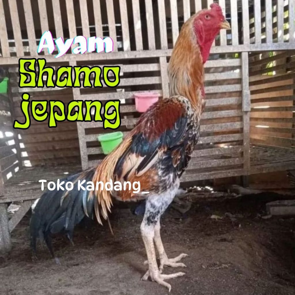 TELUR AYAM SHAMO JEPANG ORI  PETARUNG SANG JUARA UNTUK DITETASKAN