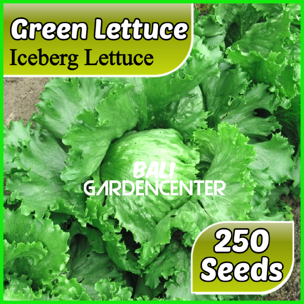 Isi 250 Benih Biji Selada Crop Iceberg -  Iceberg Lettuce