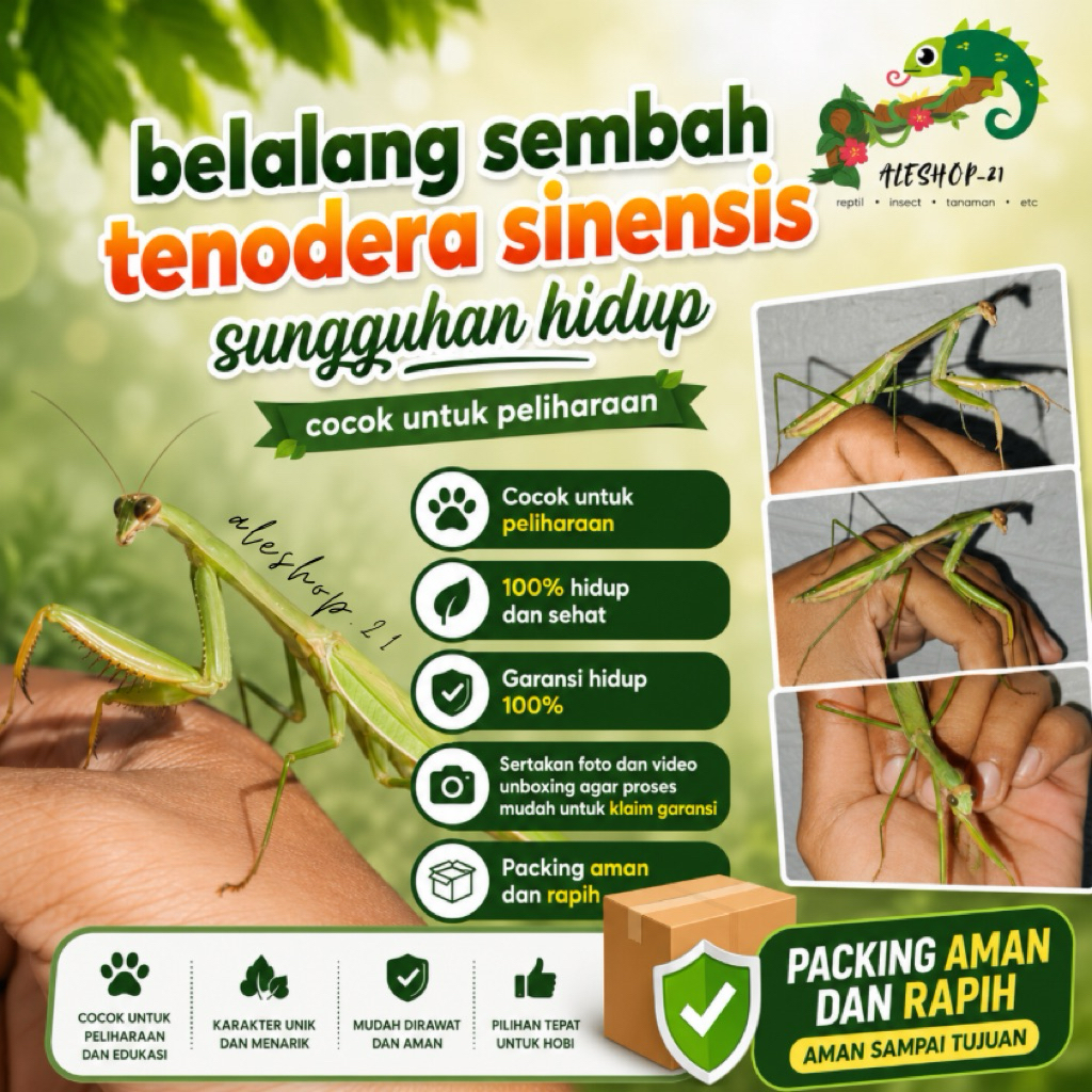 koleksi belalang sembah tenodera sinensis murah