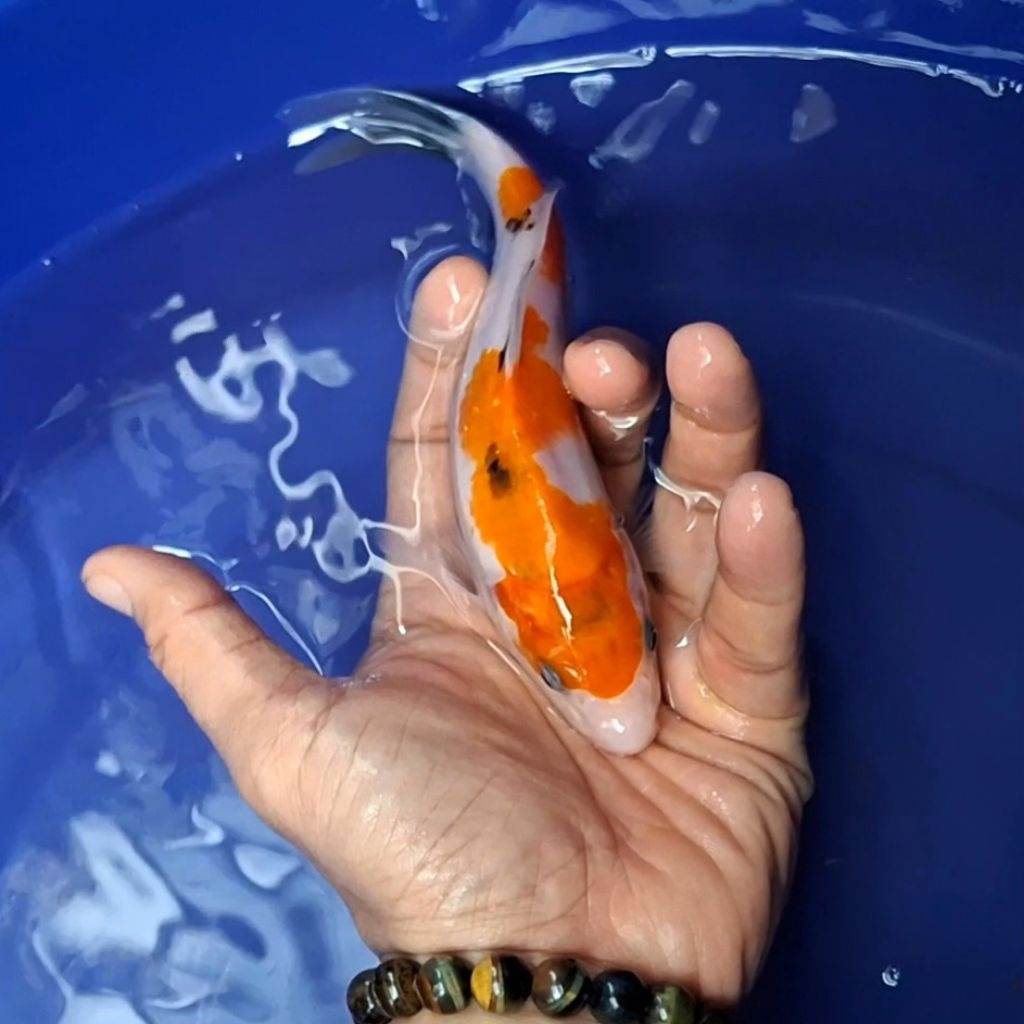 Ikan Koi Blitar Jenis Sanke / Rumah Koi Jakarta / kode 0051
