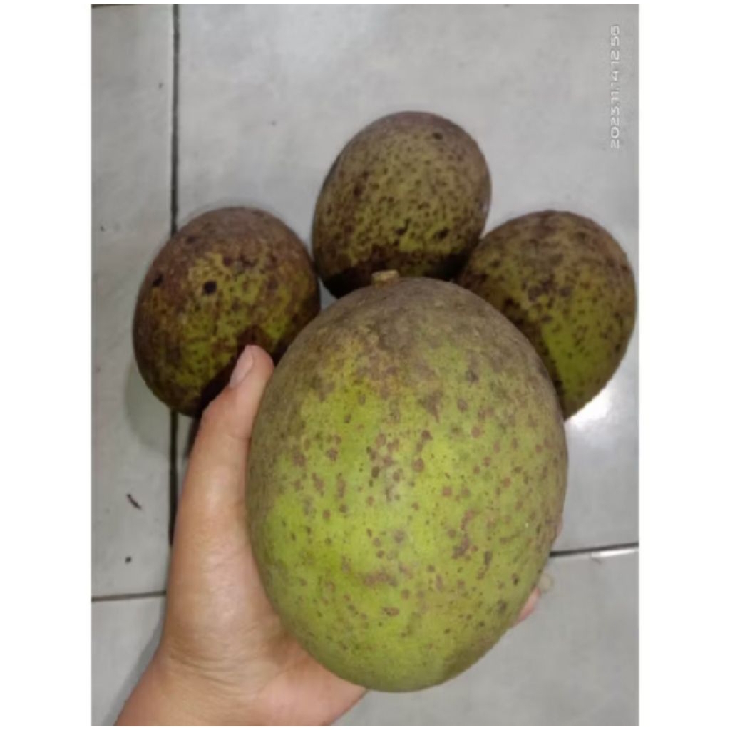 COD buah limus / buah pakel / buah bacang 1000g