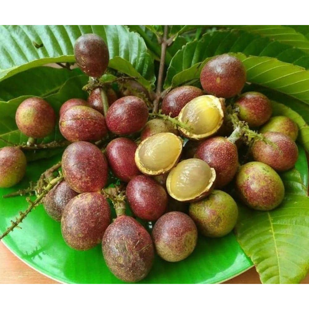 Buah Segar Buah Matoa Fress Maniss 500gr