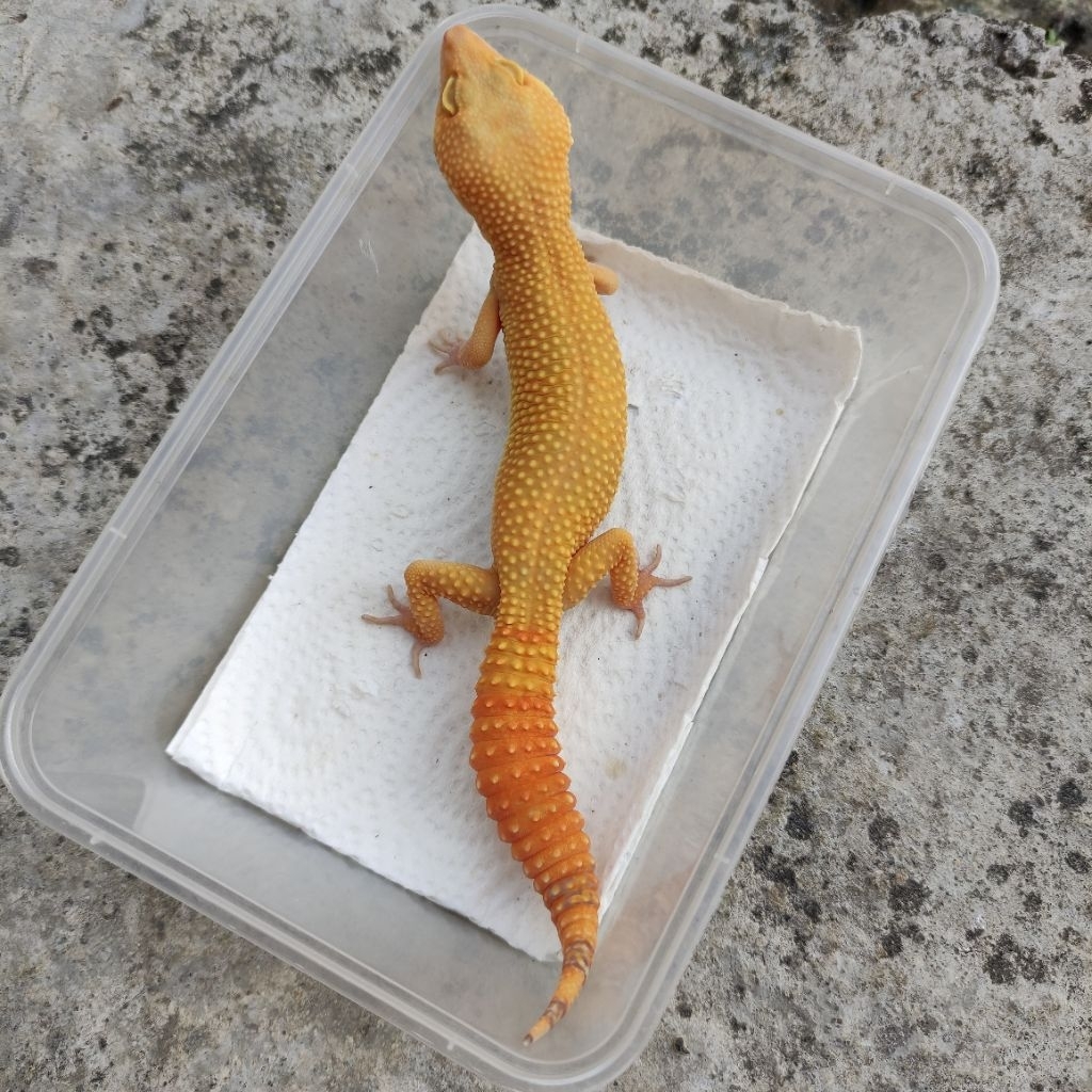 MAINAN ANAK GECKO DEWASA_SUNGLOW_MALE