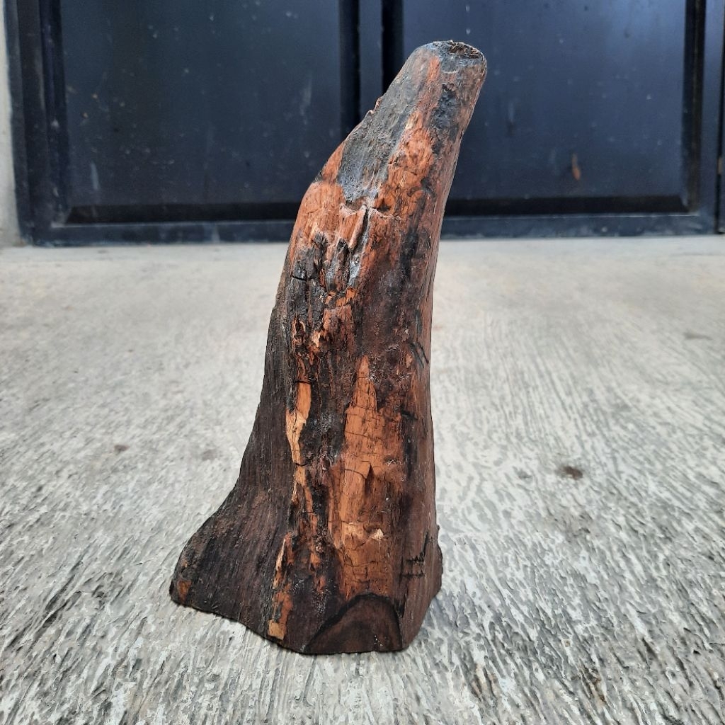 KAYU SONOKELING AKAR ROSEWOOD KS-005