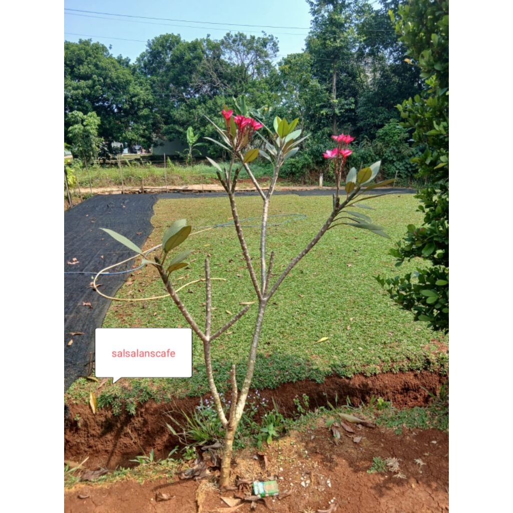 Tanaman Hias Kamboja Bunga  Merah Pohon Kamboja