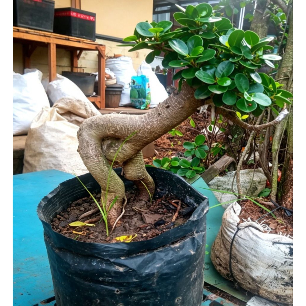 bonsai dolar mikro unik batang besar