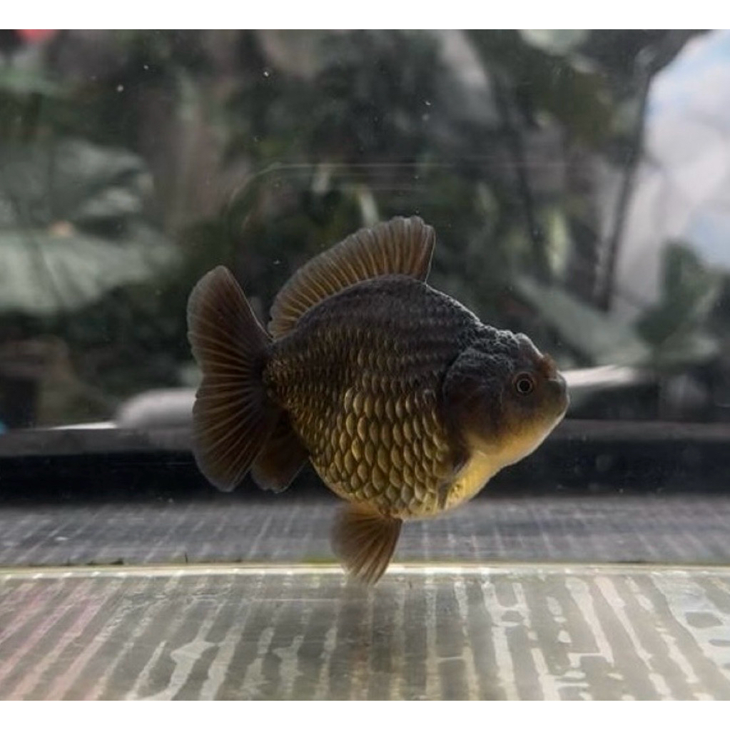 PROMO Paket isi 5 mas koki oranda hitam black 4-6cm hiasan aquarium
