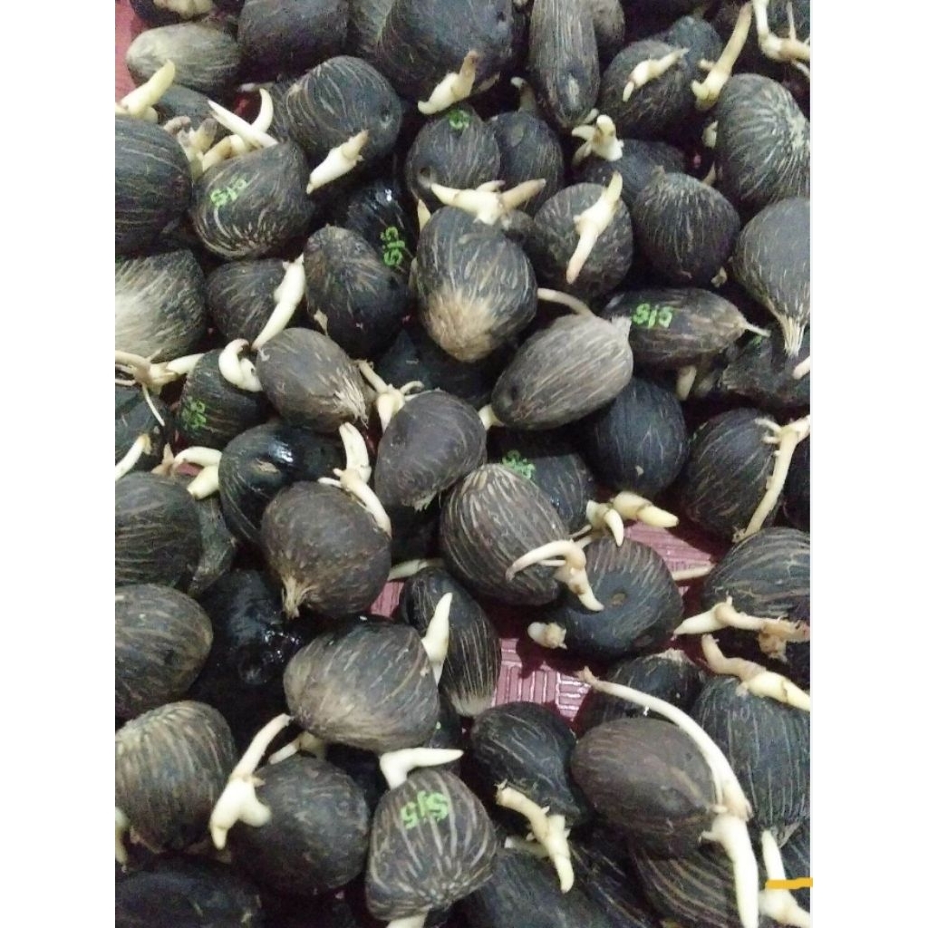 Jual Bijian 5000/BUTIR SRIWIJAYA SEMIKLON 5 unggul