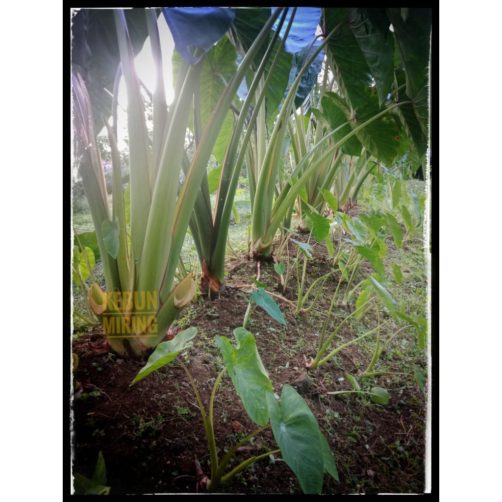 bibit talas pratama grosir talas jumbo pulen
