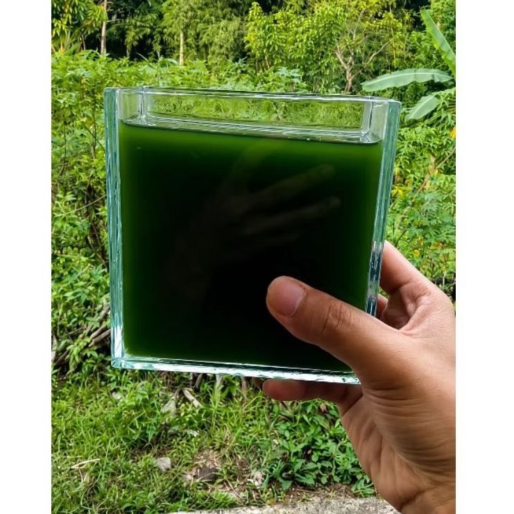 Starter Green Water / Hijau Pekat Siap Pakai / Air Hijau / Alga Hijau /GREEN WATER CHLORELLA / Phyto