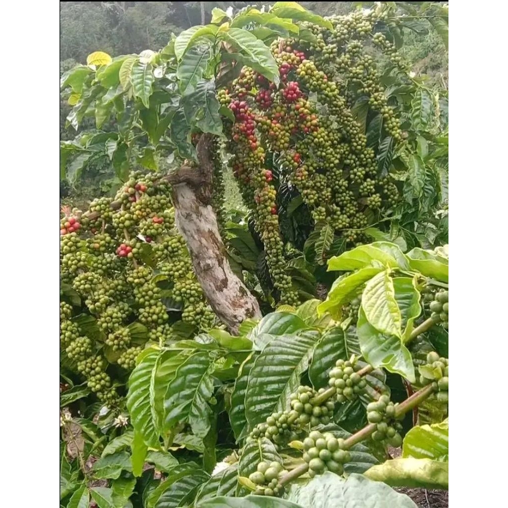entres klon kopi robusta