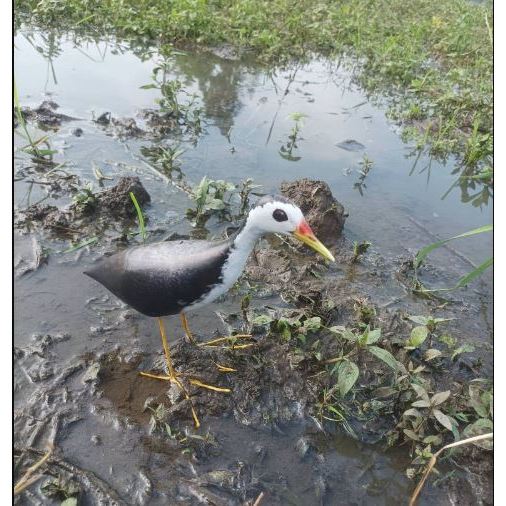 DEOY BURUNG RUAK RUAK DEKORASI TAMAN BURUNG PATUNG MANUK KAREO PADI JONTROT BURUNG RUAKRUAK MIRIP AS