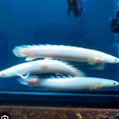 PALMAS LEUCISTIC UKURAN 14-16 CM