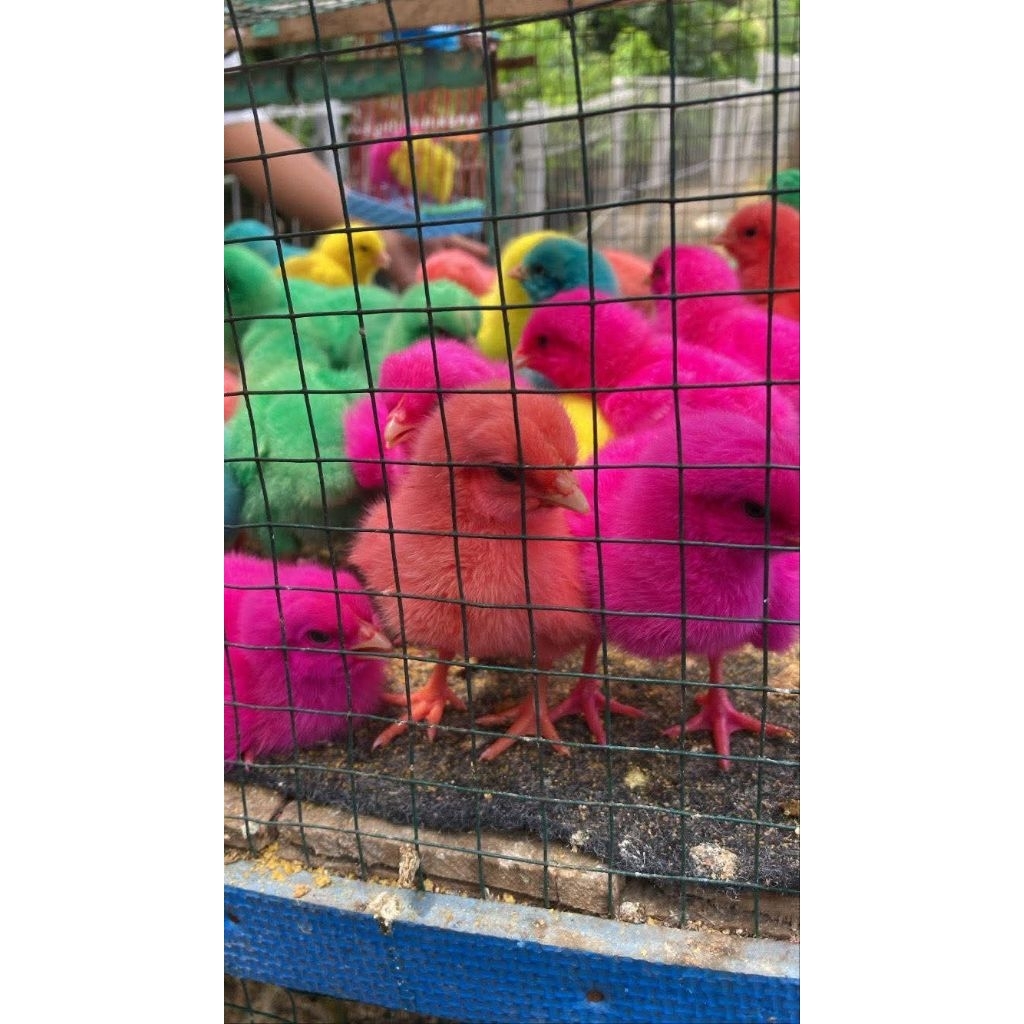 Ecer Bibit DOC Jantan Anak Ayam Warna Warni Anakan Pejantan Pelangi Bandung