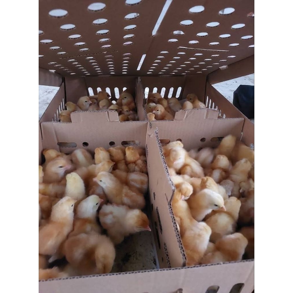 100 Ekor Bibit DOC Layer Anak Ayam Petelur Anakan Betina Bandung