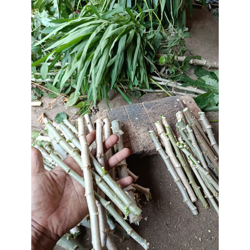 Bibit Singkong Sayur Daun Sempit / Singkong Arab - Isi 15 Batang, Panjang 20 cm, Siap Tanam