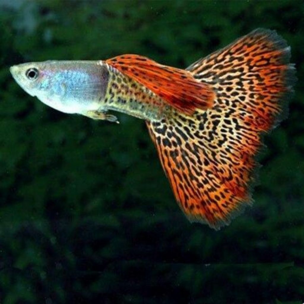 Hiasan Aquarium Guppy Metal Redlace Indukan Sepasang Ikan