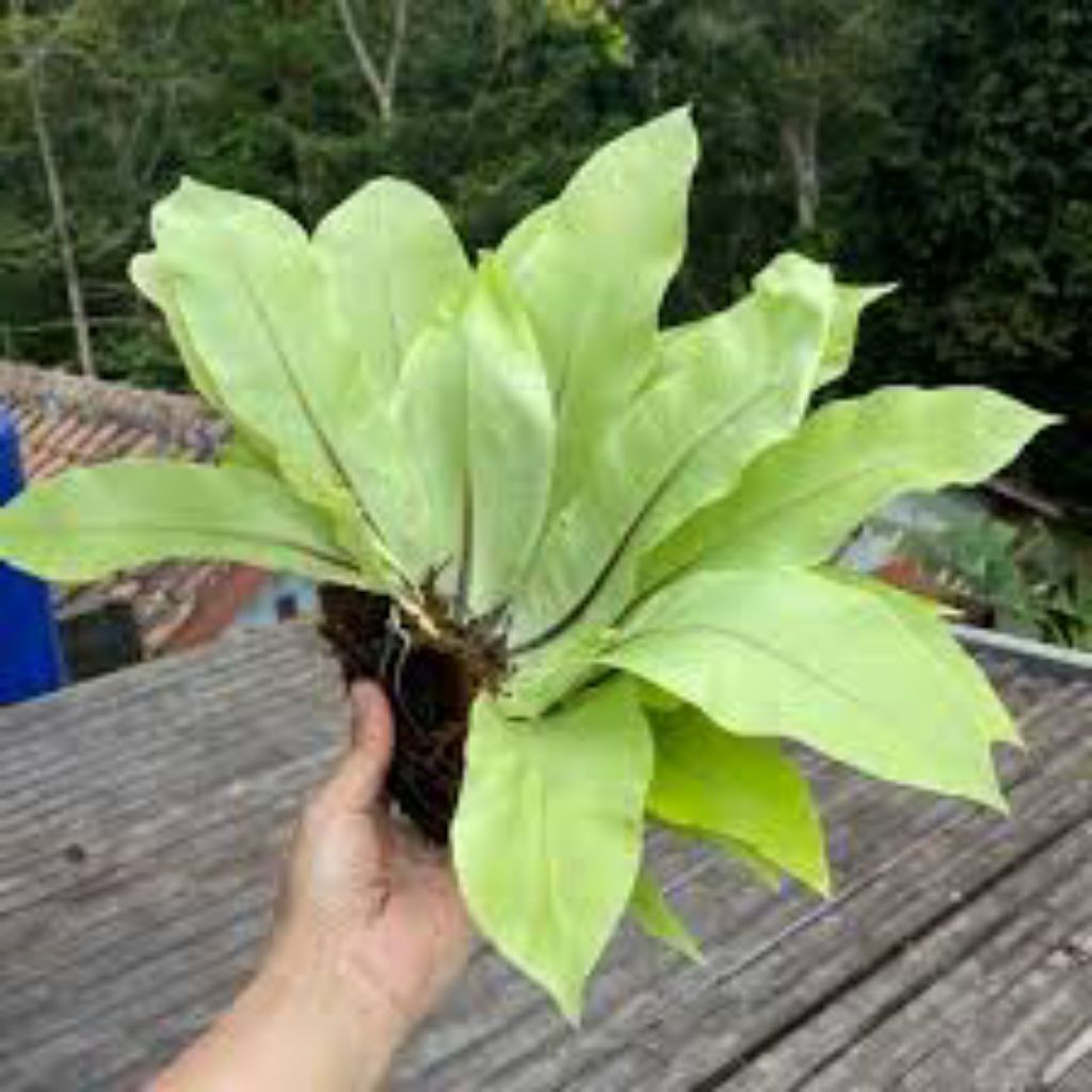 Tanaman Hias Kadaka Mini Sp YL - Pohon, Darat, Hiasan Aquascape