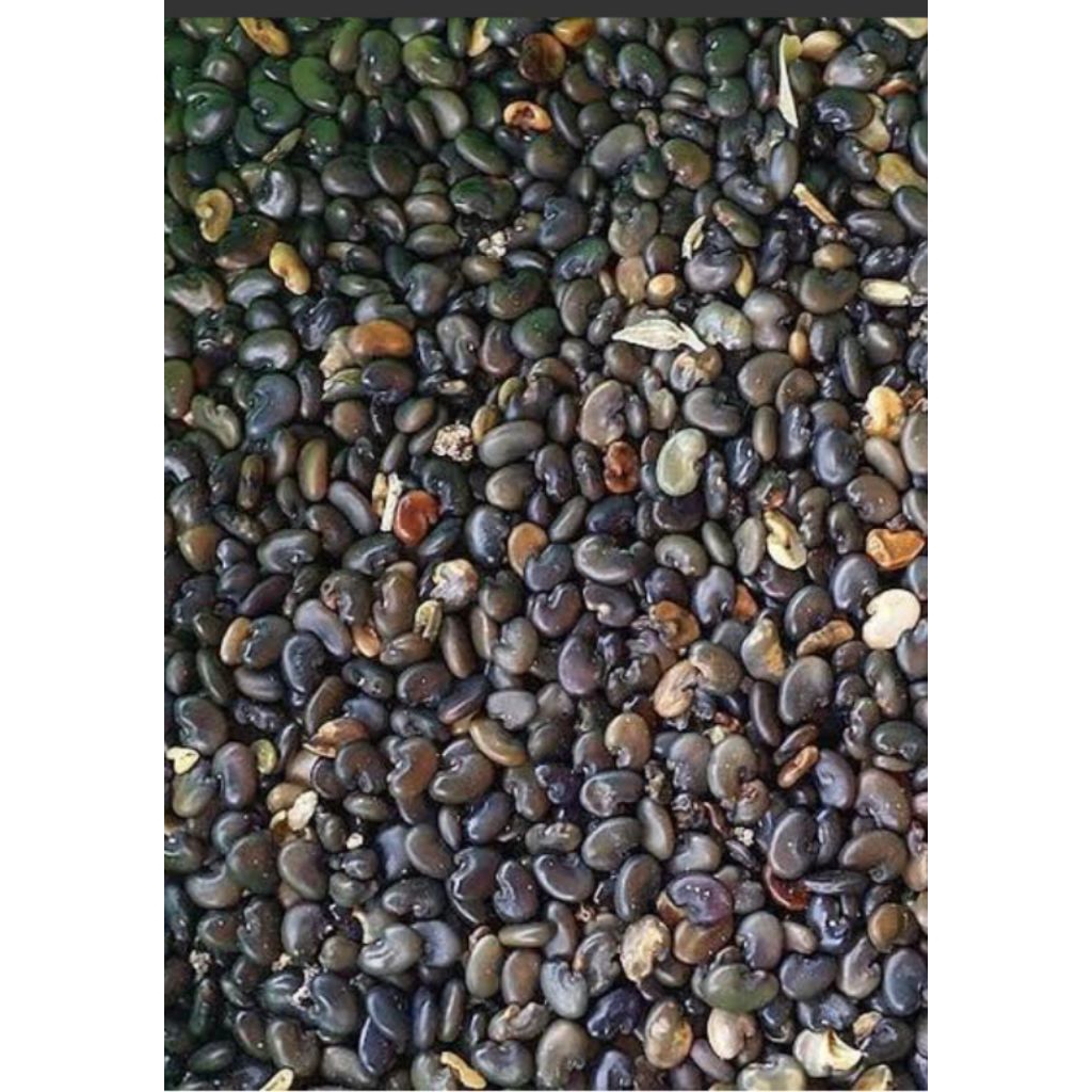 1kg Benih LCC CRJ, Crotalaria Juncea