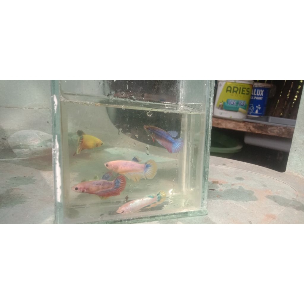 cupang halfmoon betina