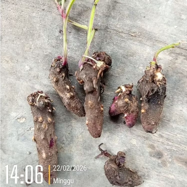 5 BIJI  SINTING ATAU UMBI UWI UNGU