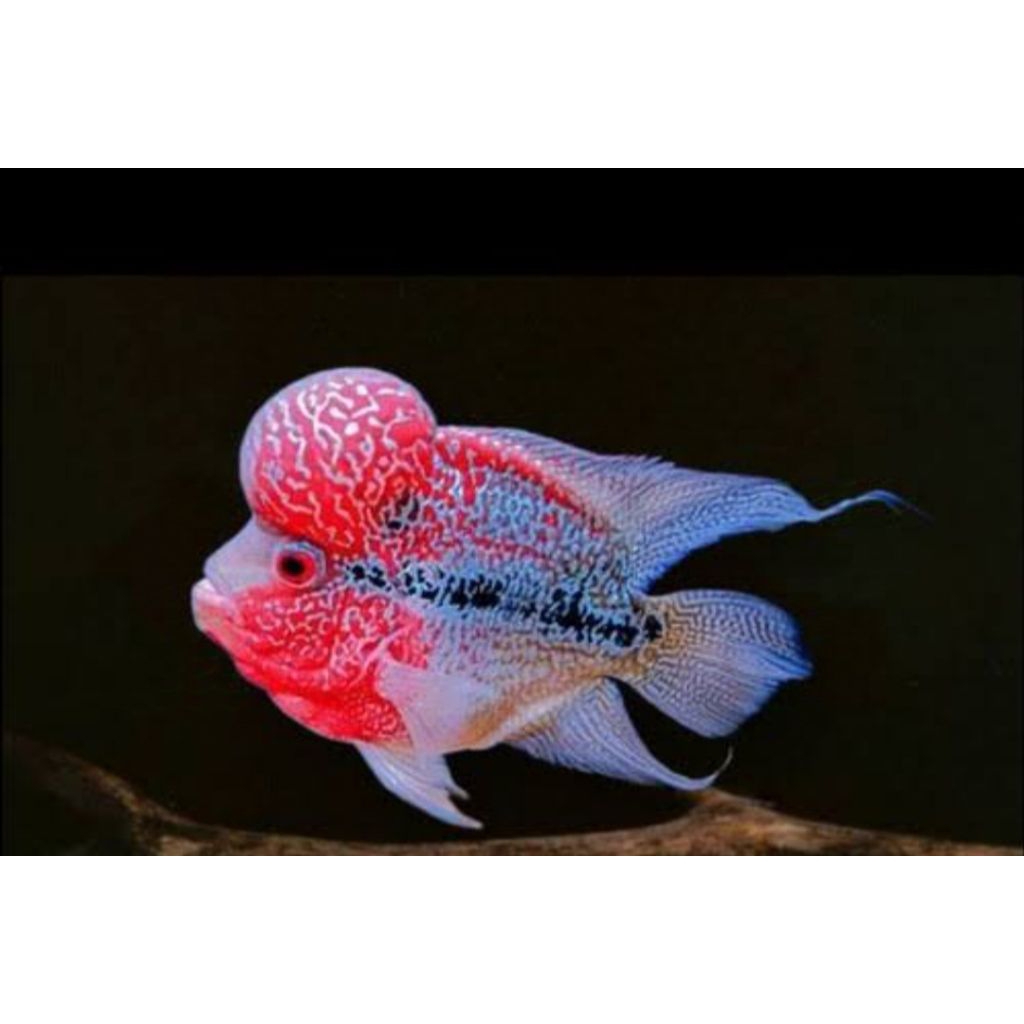 paket lohan king cencu 7-9cm berkualitas