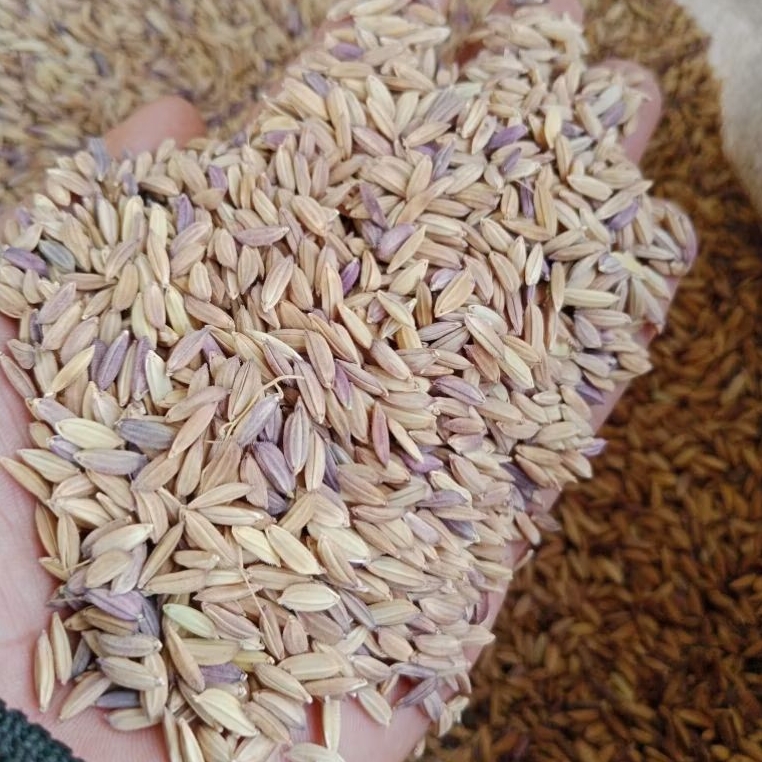 Benih padi sawah simerah unggul 1 kg