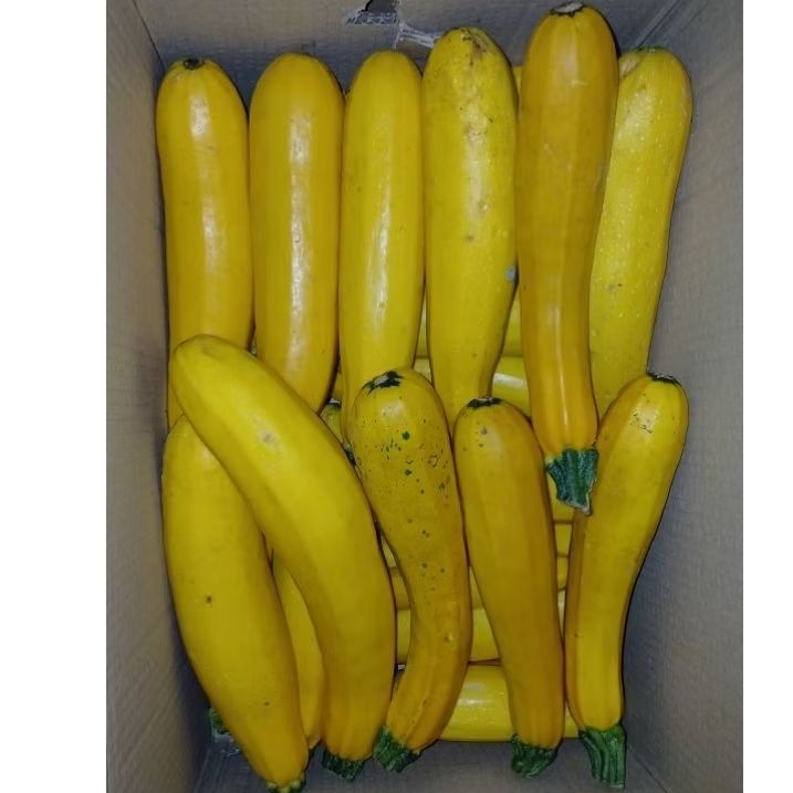 ZUCCHINI KUNING / YELLOW SQUASH 500GR
