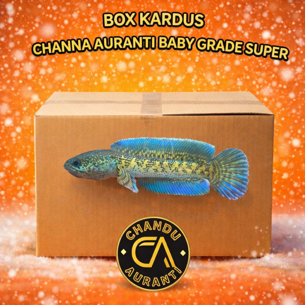 Box Kardus Channa Baby Auranti Size 4-5cm Grade Super Single Tank Full Rim Siap Pajang