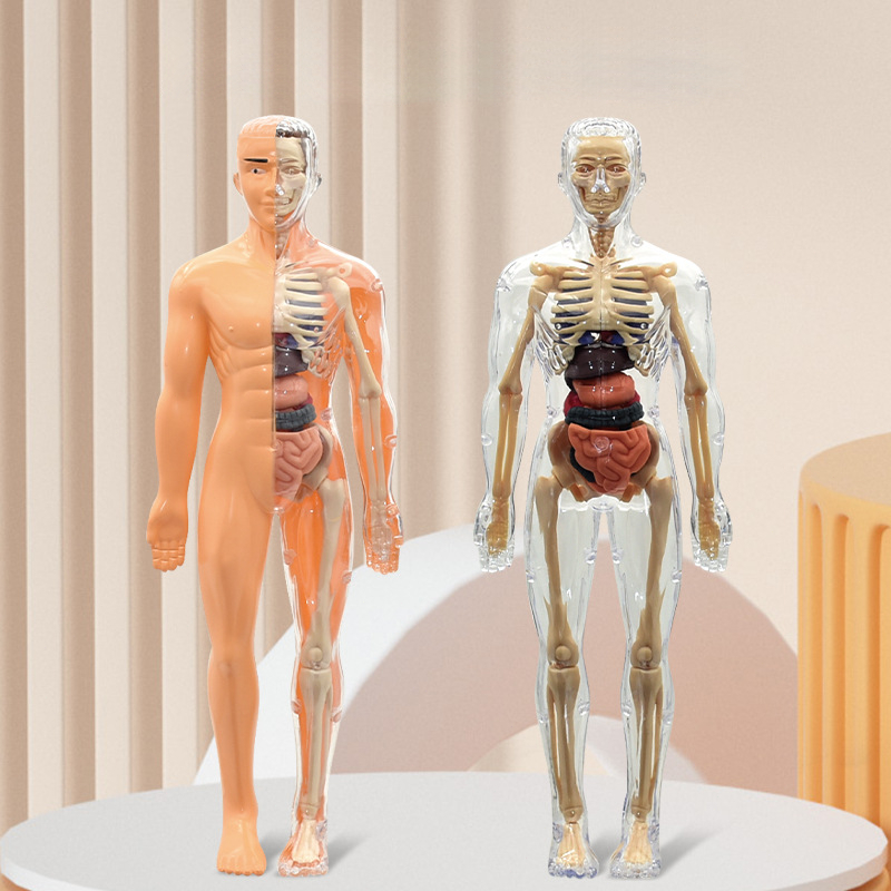 Human Body Anatomy Torso Model Mainan Dokter Organ Tubuh Manusia Alat Praktek Kedokteran