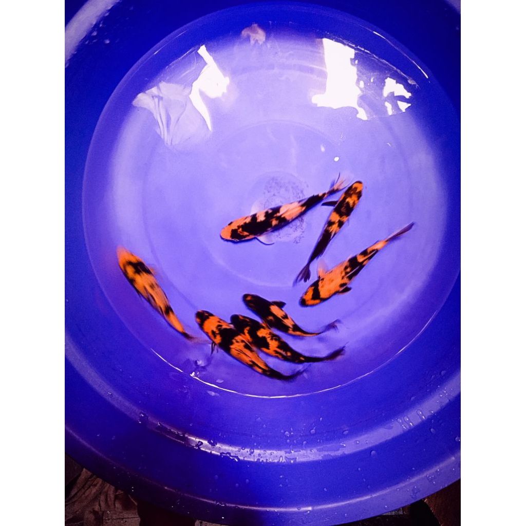 koi blitar jenis utsuri