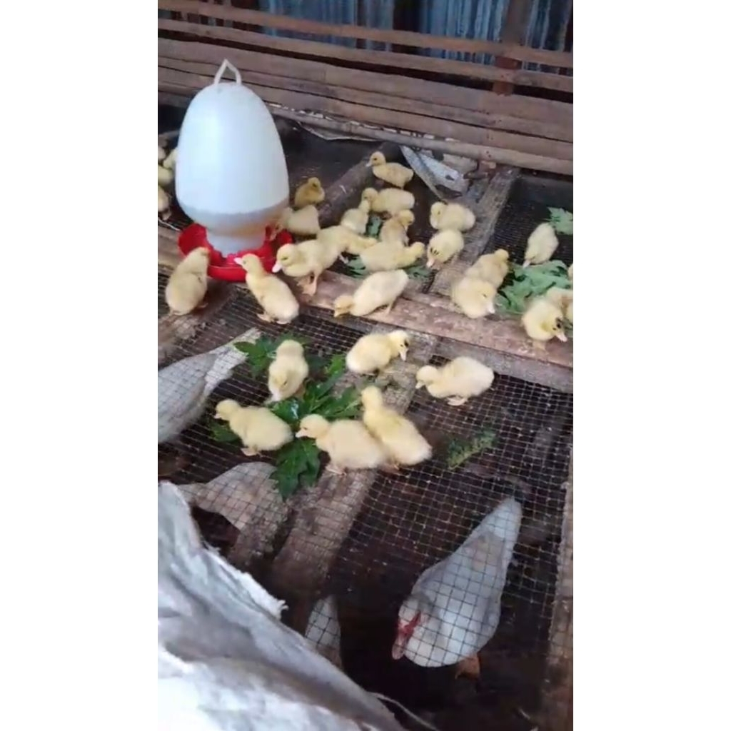 DOD Entok Jumbo Blitar Asli Pegasus Farm Indonesia (Bekasi)