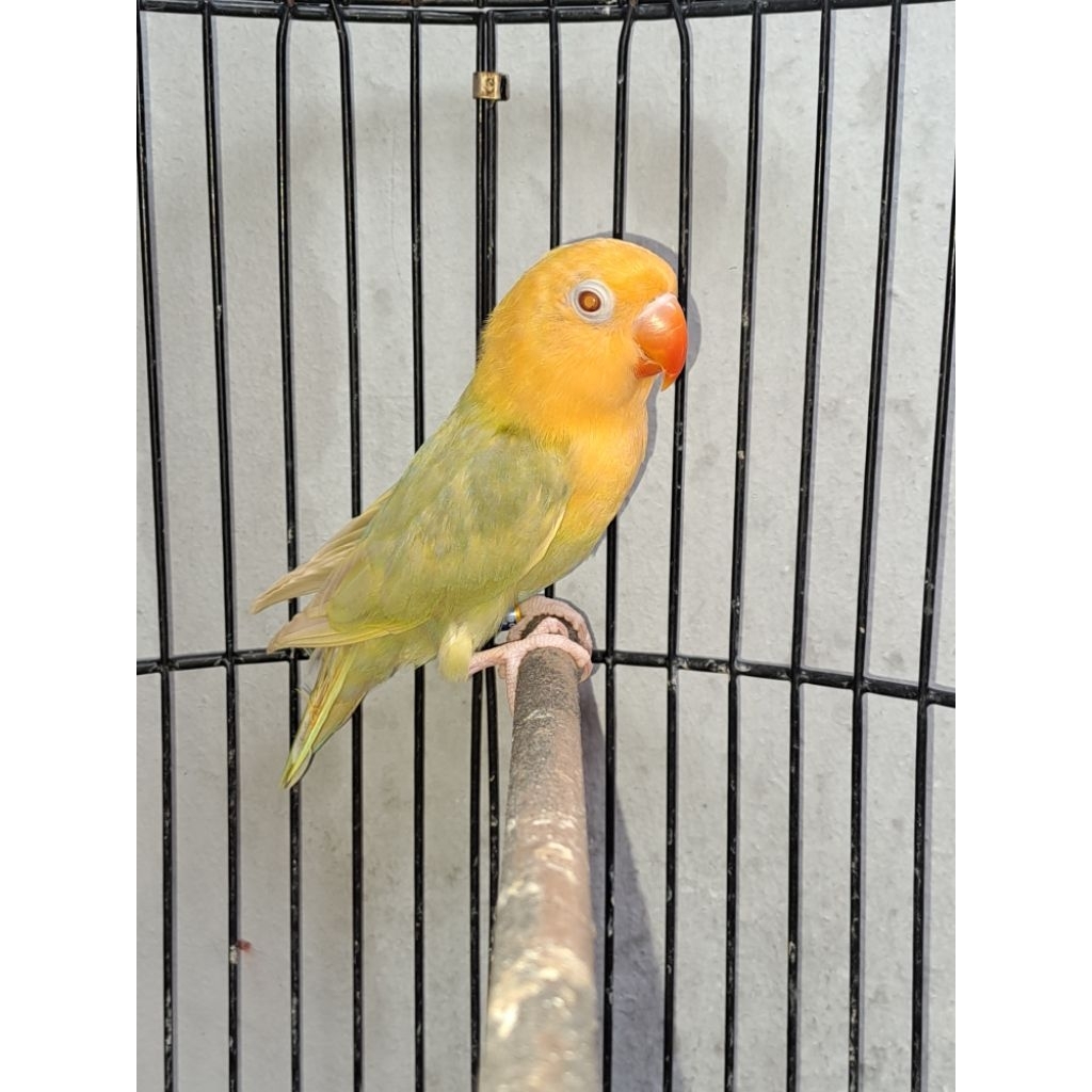 Lovebird Paud Jantan Biola AquaBlue1 Violet Pale Fallow (PF)