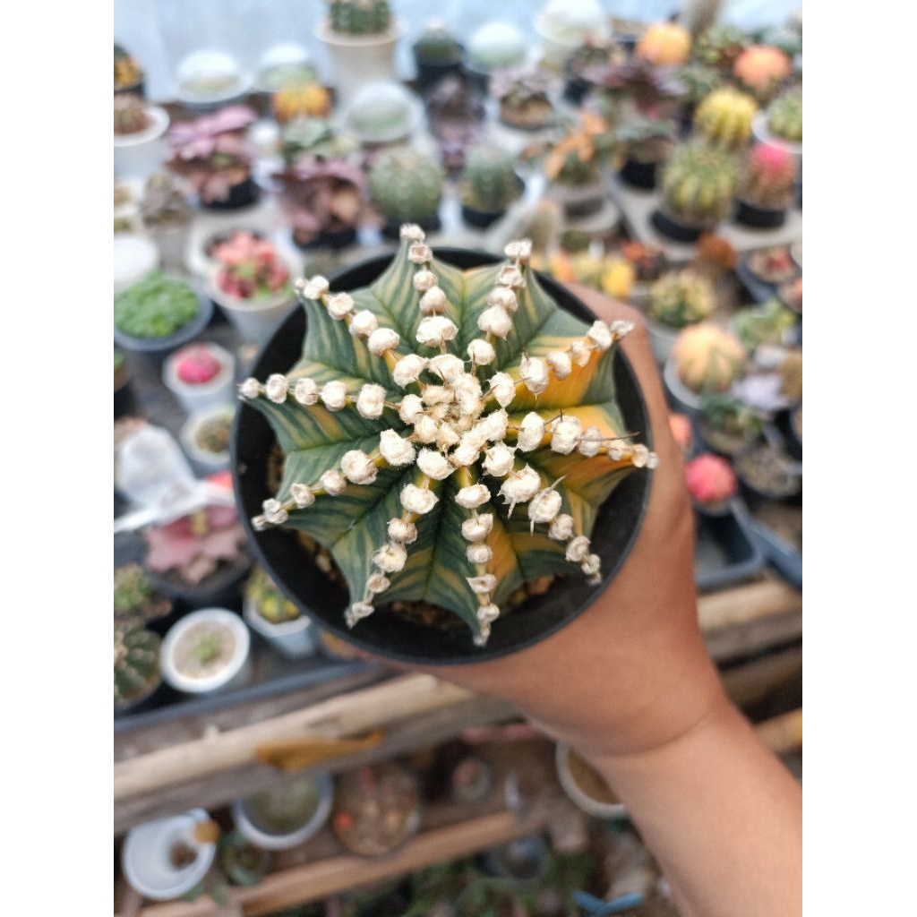 LB hybrid varigata seedling jumbo